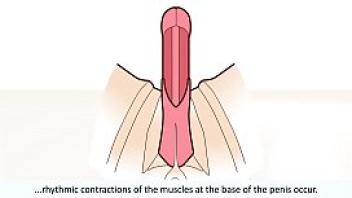 The male orgasm explained